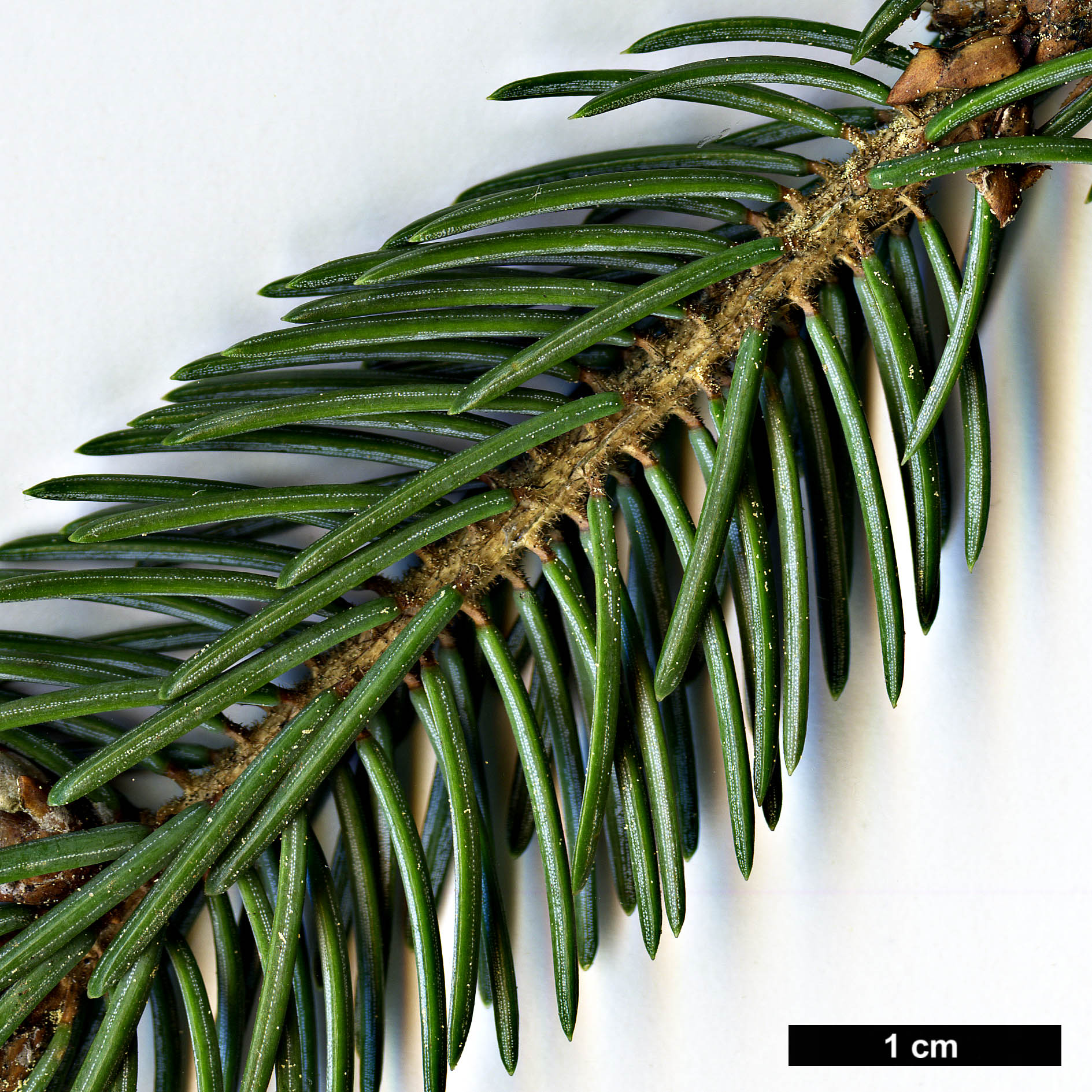 High resolution image: Family: Pinaceae - Genus: Picea - Taxon: likiangensis - SpeciesSub: var. rubescens